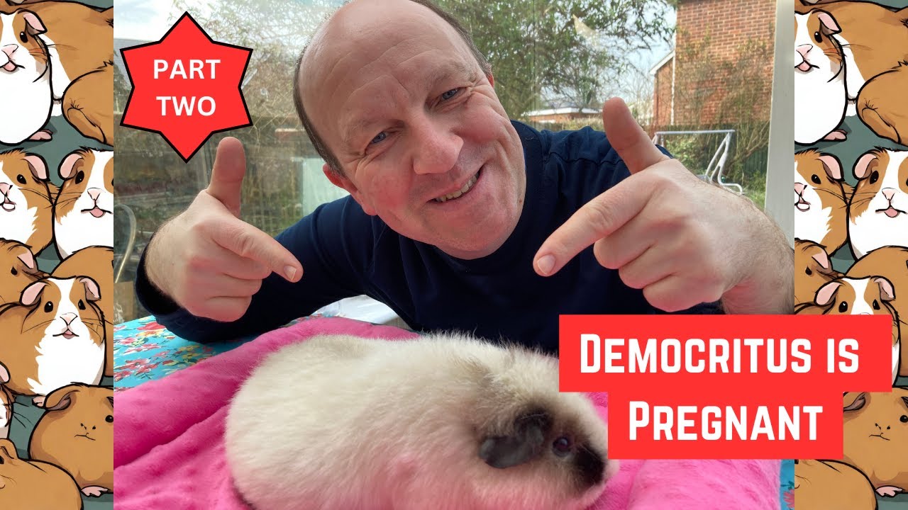 What to do if your GUINEA PIG is PREGNANT - Part 2