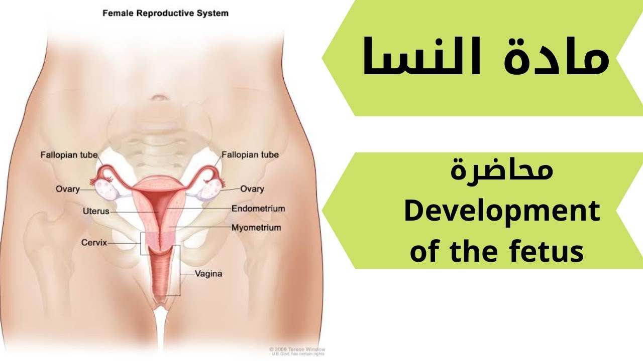 مادة النسا| Development of the fetus | تالتة كلية تمريض.