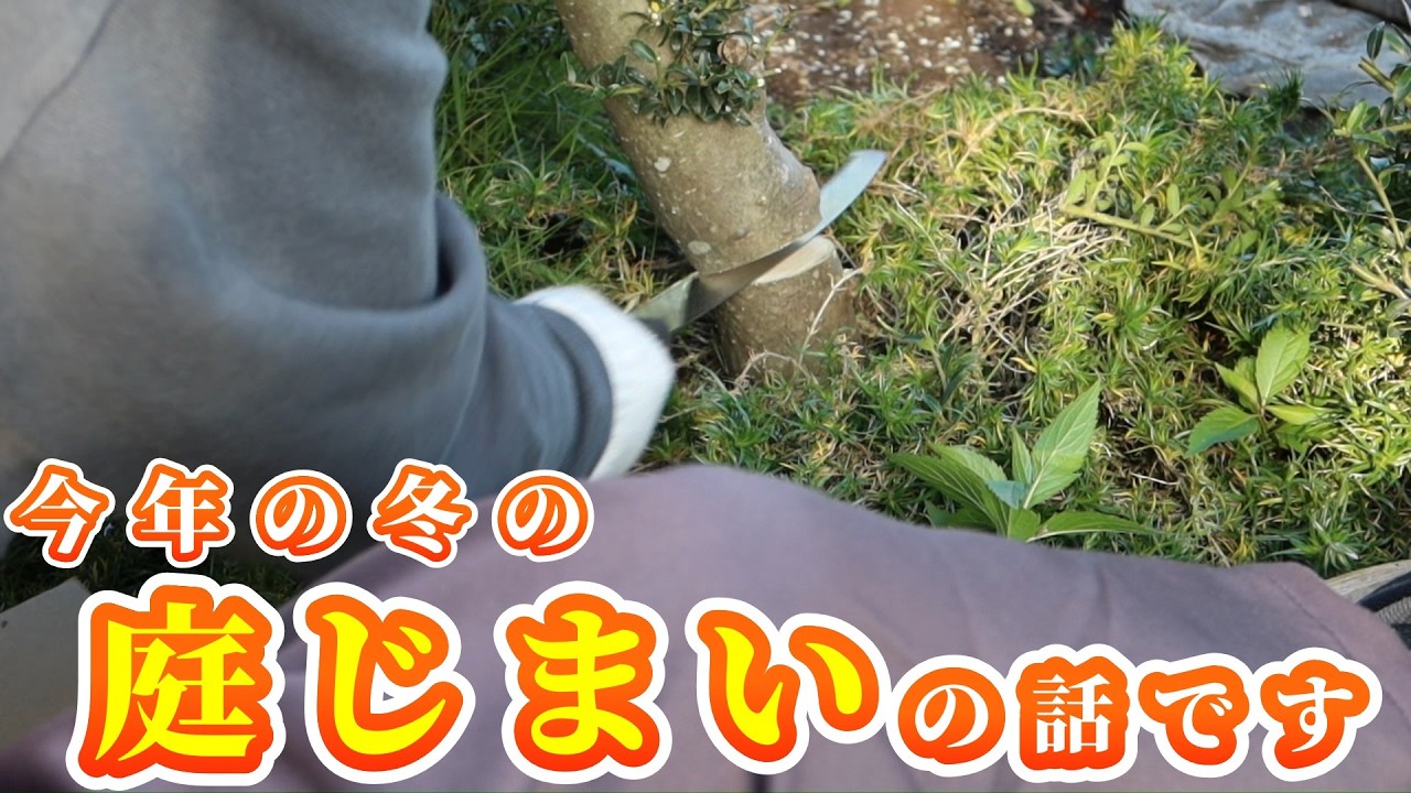 【実家の片付け】庭じまいの話です。毎年少しずつ木を切っています。植木鉢も少しずつ処分しています。年齢に応じて管理しやすいように形を変えて、庭仕事を長く楽しめますように。