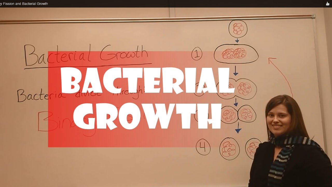 Bacterial Growth Curve and Binary Fission