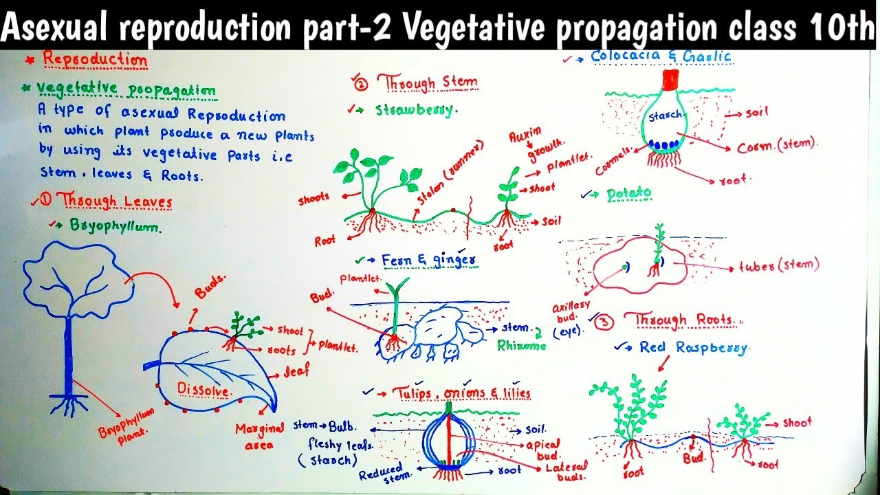 Asexual reproduction part-2 Vegetative propagation class 10th chapter Reproduction