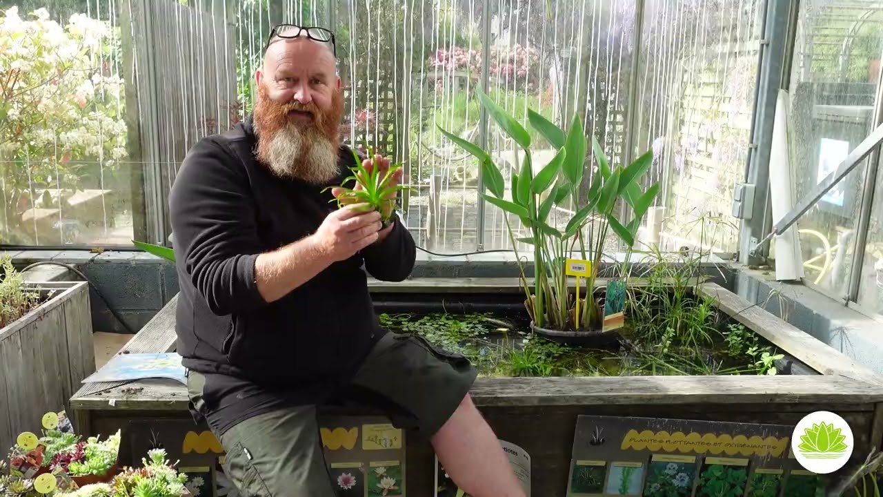 Découvrez la Stratiotes Aloidès : La Plante Flottante pour votre Étang !