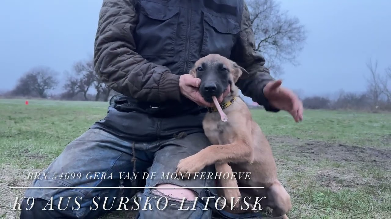 BRN 54699 Gera van de Montferhoeve puppy training 