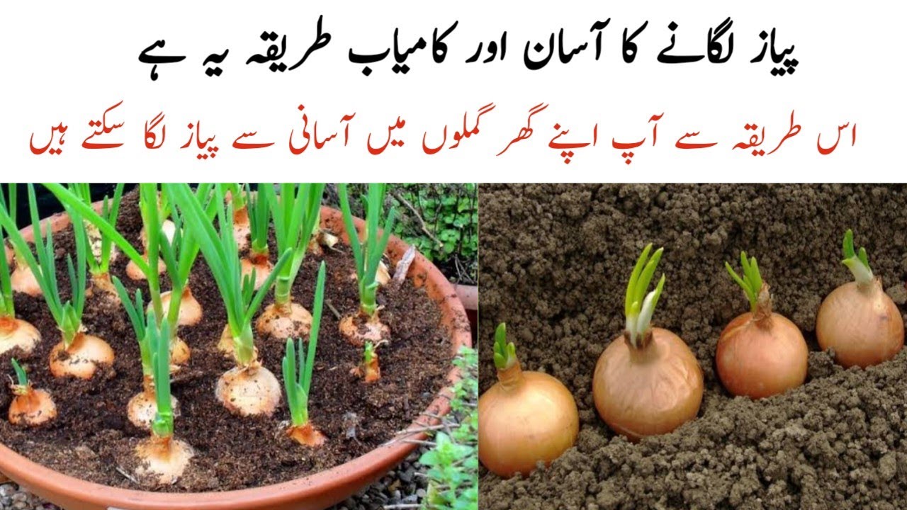 How to grow onion at home | Grow onion in container | پیاز لگانے کا آسان طریقہ