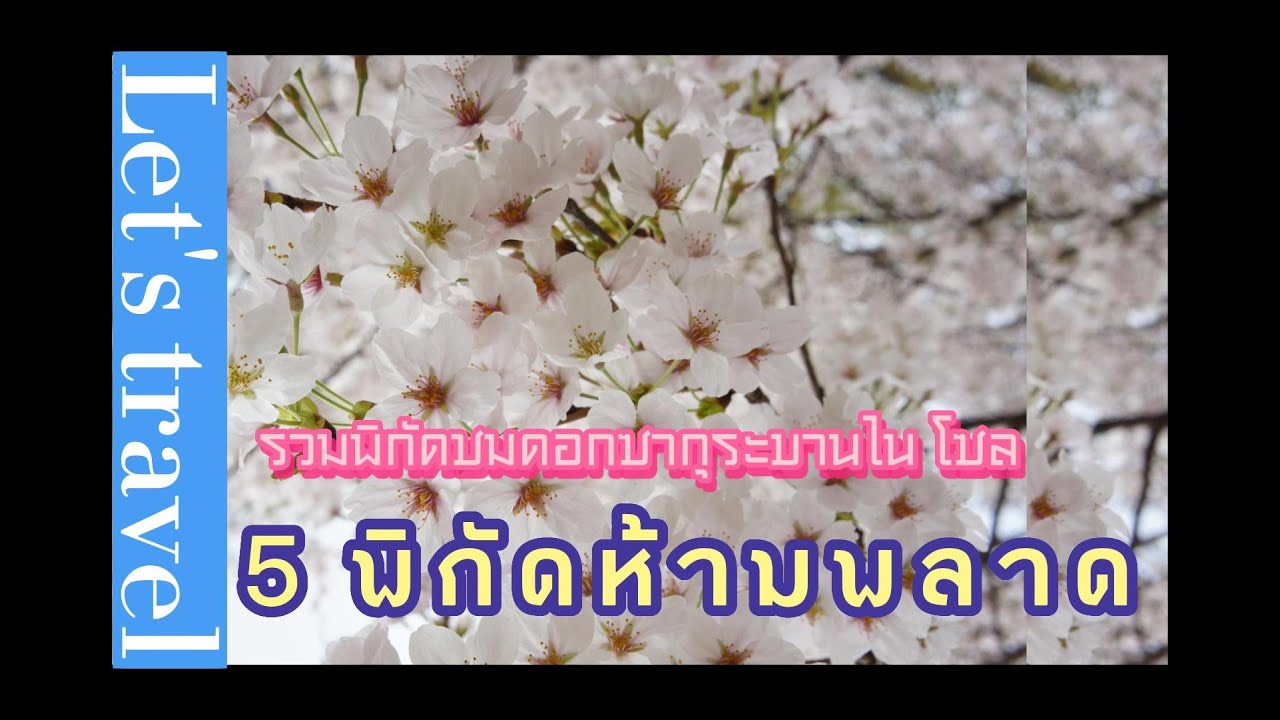 รวมพิกัดชมดอกซากุระพอตกดบานในโซล 5 พิกัดห้ามพลาด