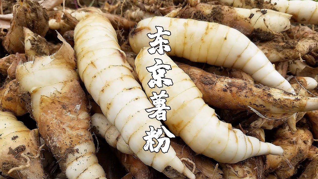 潮汕大媽花6天時間做東京薯粉，這種傳統美食，你小時候吃過嗎【潮州山哥】