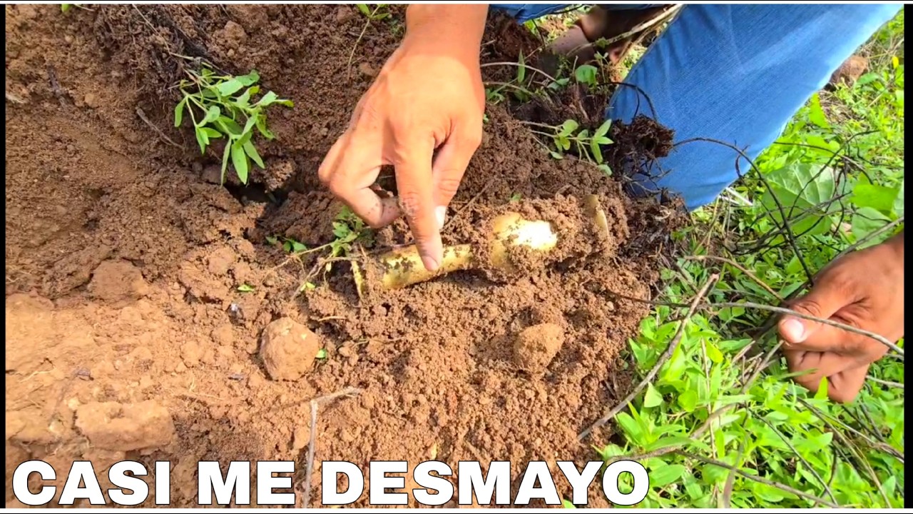 Nunca IMAGINAMOS Encontrar 2 CANTAROS A La Vez Por Poco Y No La CONTAMOS Nos ATACARON.