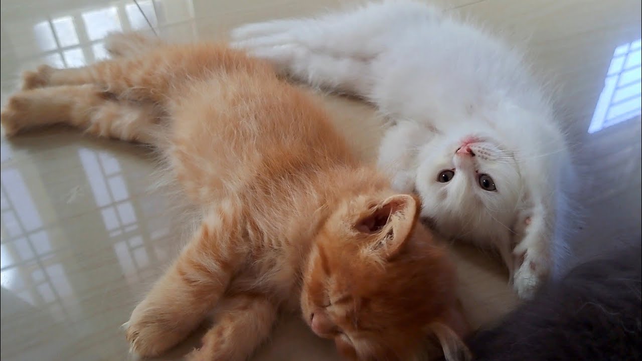 まだ眠くない子猫が、ぐっすり眠るきょうだいを邪魔します
