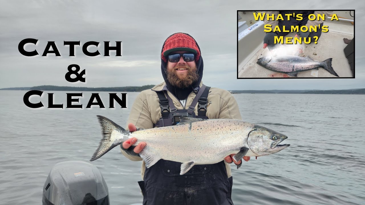 Wild Caught Salmon In British Columbia! Catch & Clean #salmonfishing #vancouverisland