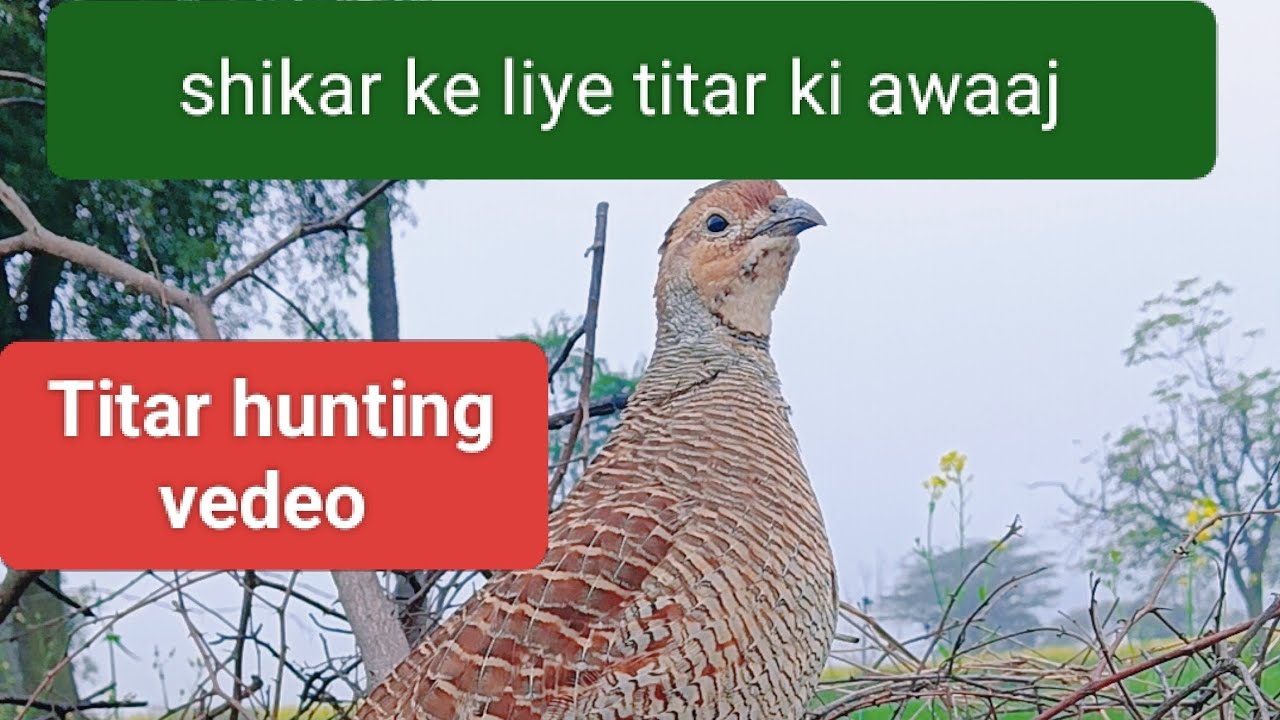 देशी तितर कि आवाज ❤️.. grey francolin pair voice deshi titar ki awaaj titar hunting sound wild grey 
