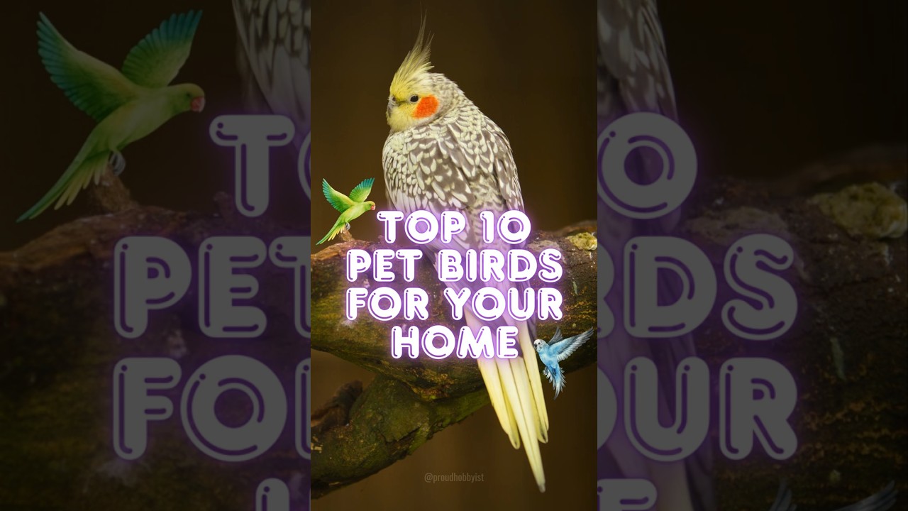Top 5 Pet Birds for your Home | Best Pet Birds | #shorts #pets #birds #petbirds  | Proud Hobbyist