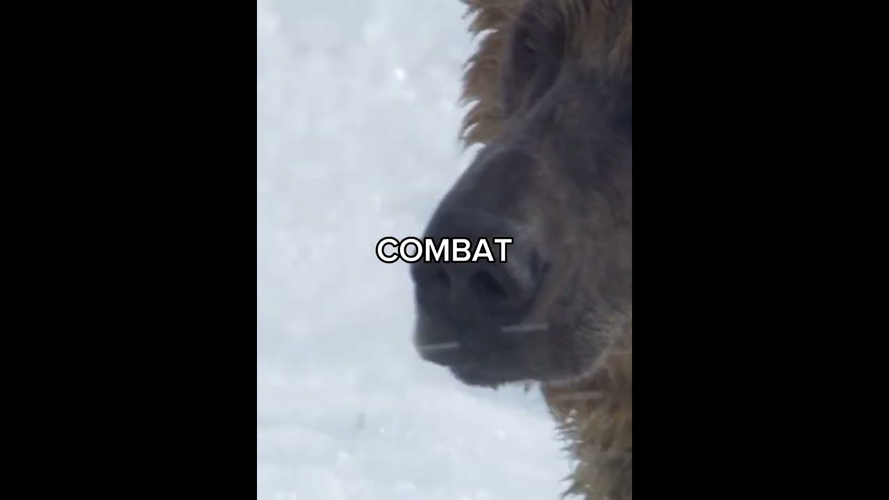 Polar Bear vs Grizzly Bear (requested) #shorts #edit #1v1 #request