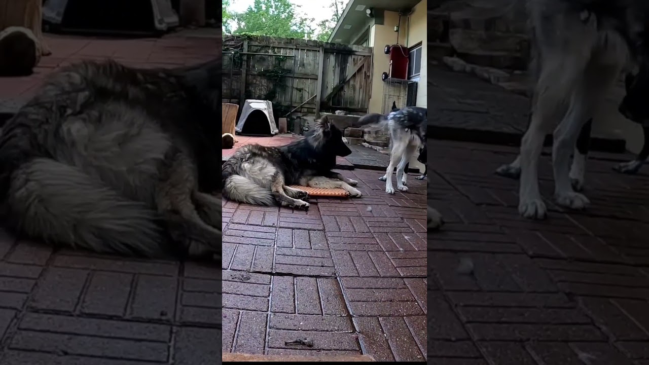 Lycan Shepherd Toki Howls #shorts