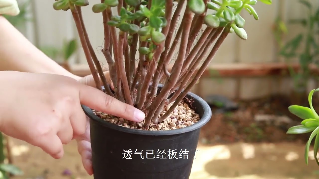 多肉长了气生根，有好有坏，别搞错了