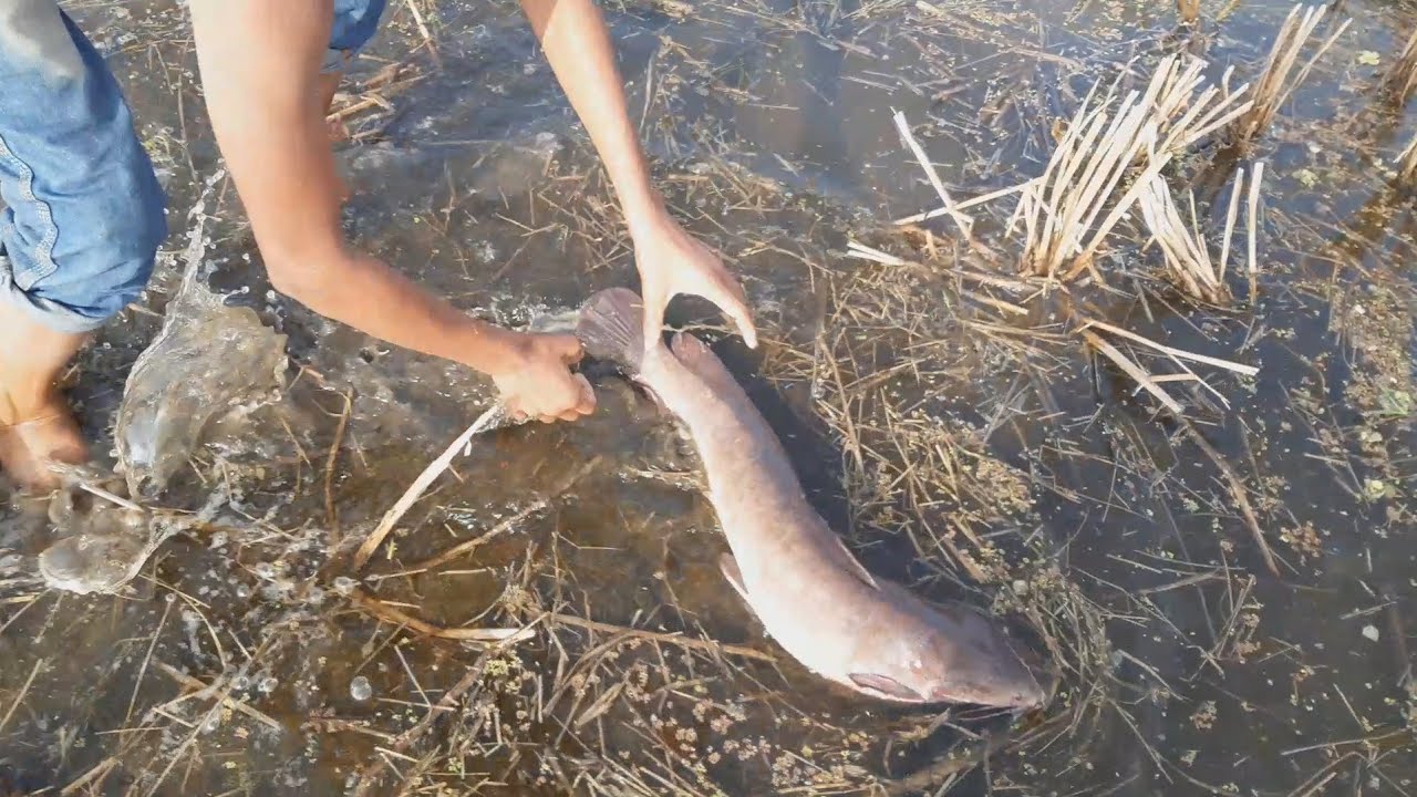 Unbelievable Amazing Big Catfish Catching A Cute Boy | Fishing Hunting World.