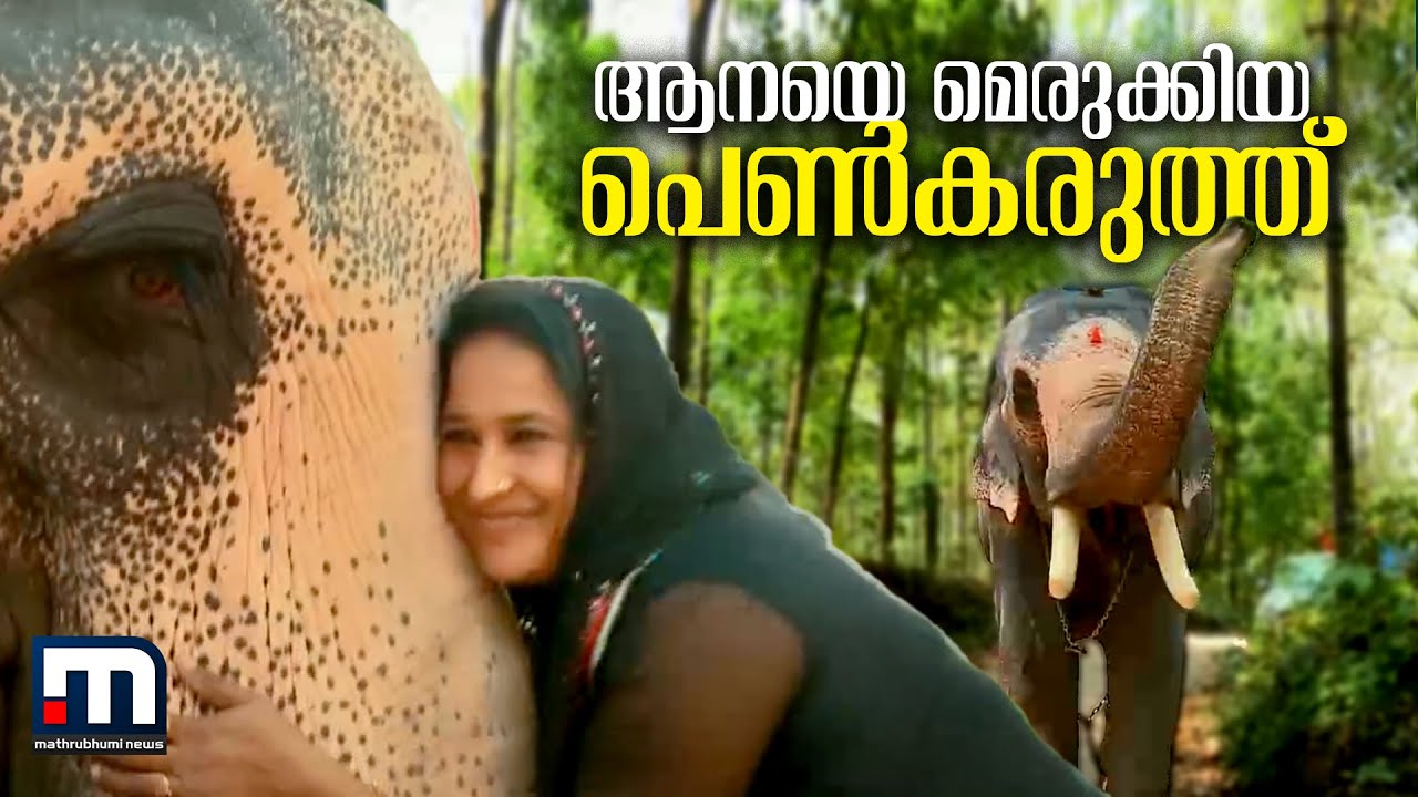 അവൻ തിടമ്പേറ്റി നിൽക്കുന്നത് കാണാൻ ഭംഗിയല്ലേ, അത് കാണണ്ടേ; ആനയെ മെരുക്കിയ പെൺകരുത്താണ് ഷാഹിറ!