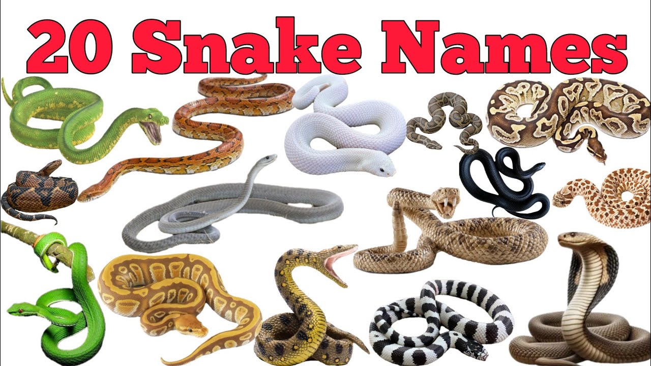 20 Snake Names In English & Hindi With Fun Facts | Fun Learning For Pre-school Children