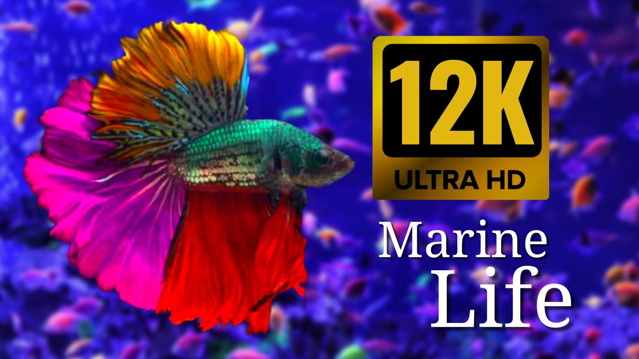 Vida Marinha 12K / 8K ULTRA HD - Peixes Som do Mar Oceano M&uacute;sica Relaxante Calma