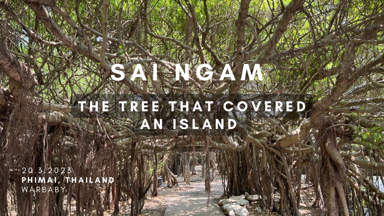 #129 Phimai, Thailand - Sai Ngam, the 350+ years old Banyan tree that covers an small island.