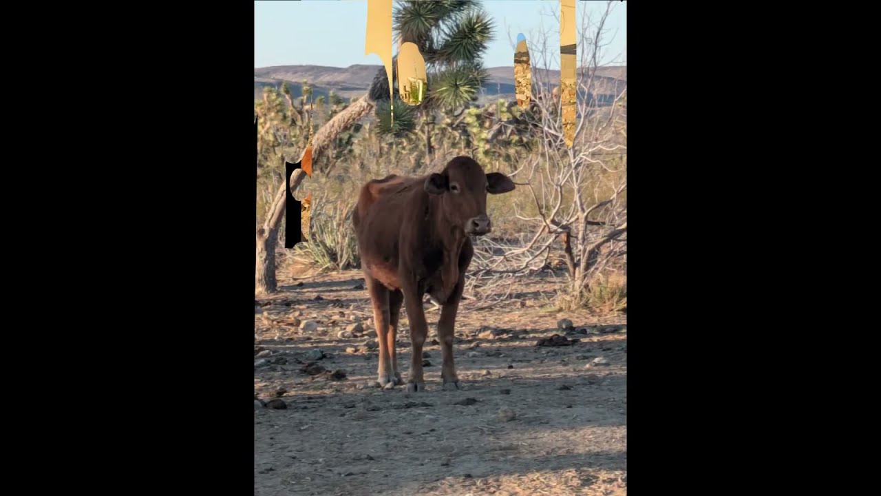 Cow Rustlers At The Well Accosted Adam ~ LOL ~ 03/27/25 #Cattle, #WaterHaul, #ContryLife, #Kindness,