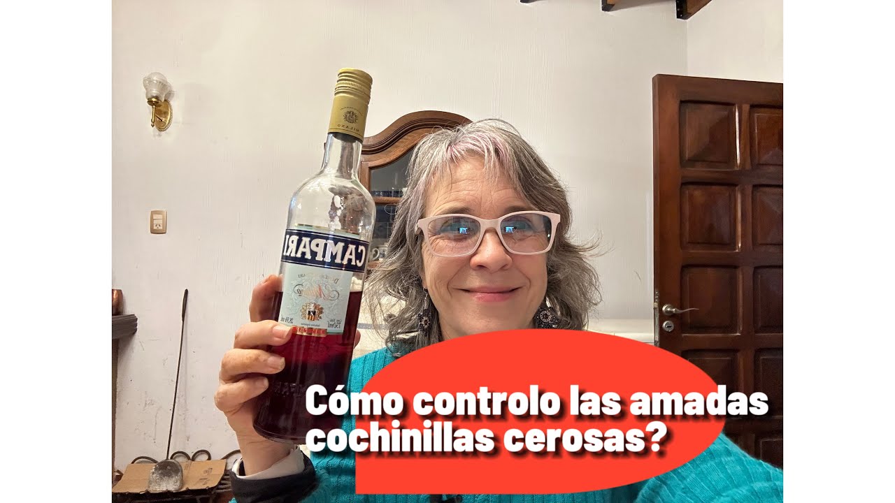 ¿Cómo controlo las cochinillas o escamas con cobertura cerosa? lapa, cochinilla escudo, acanalada