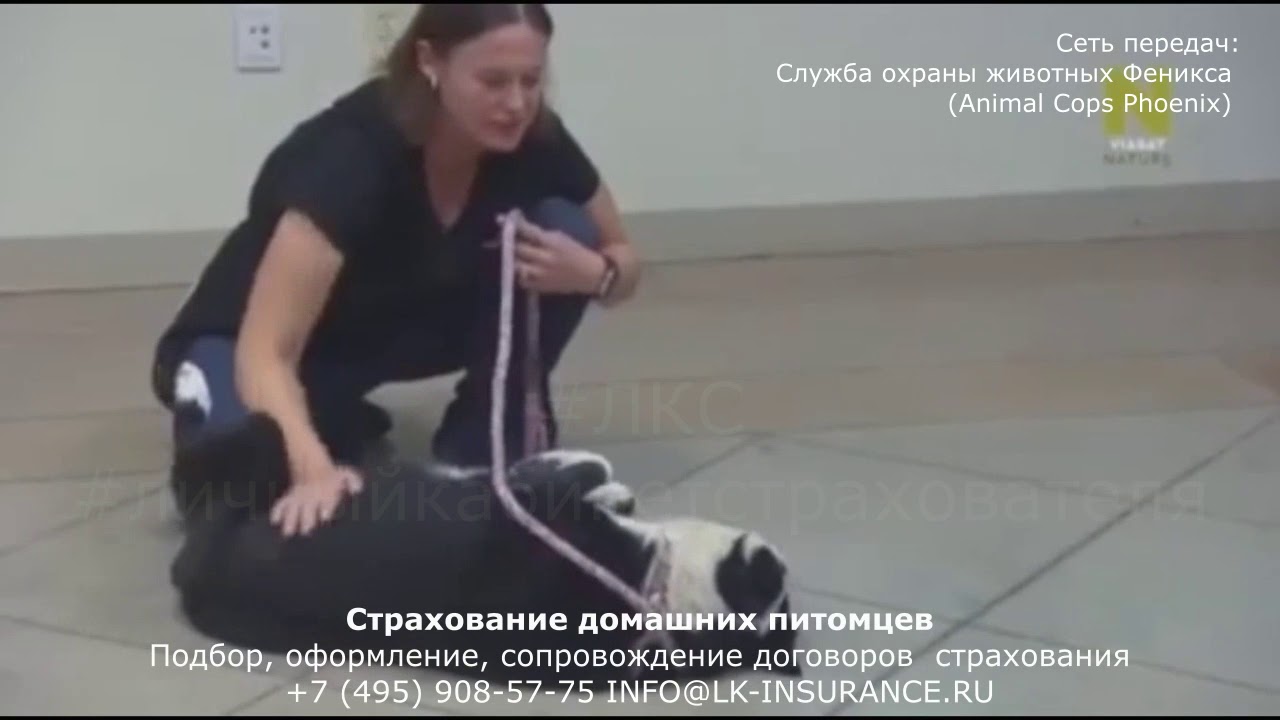 ЛКС - Любовь к животным (служба охраны животных Феникса)