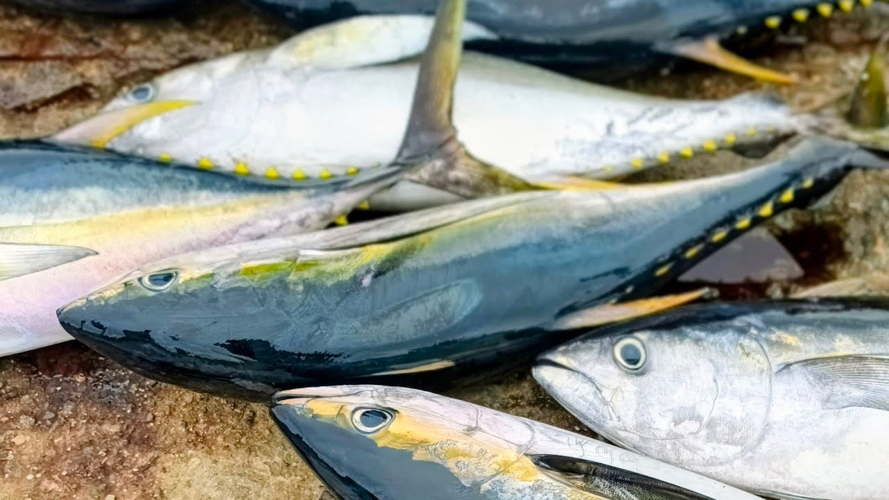 Fresh Tuna Cutting Show-Live at the Market