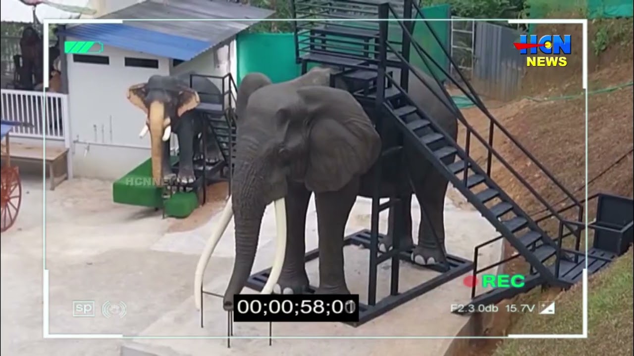 റീൽസ് എടുത്ത് സമൂഹ മാധ്യമങ്ങളില്‍ വൈറല്‍ ആകണോ; ഗ്ലോറിയ ഗ്രീന്‍സിലേക്ക് പോര്