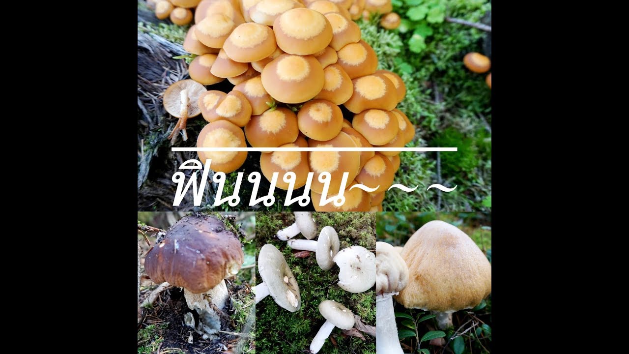 21:9:18 เก็บเห็ดไข่จนต้องรอขอ... ขาใหญ่😱 เนื้อแน่น! แฉ๊บๆ😂