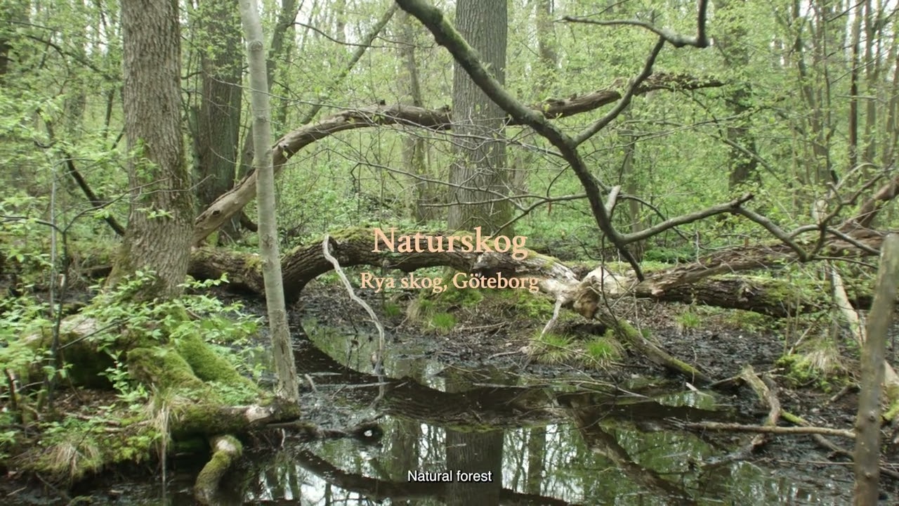 Det raderade konceptet. Om naturnära skogsbruk/ The deleted concept. About close to nature forestry