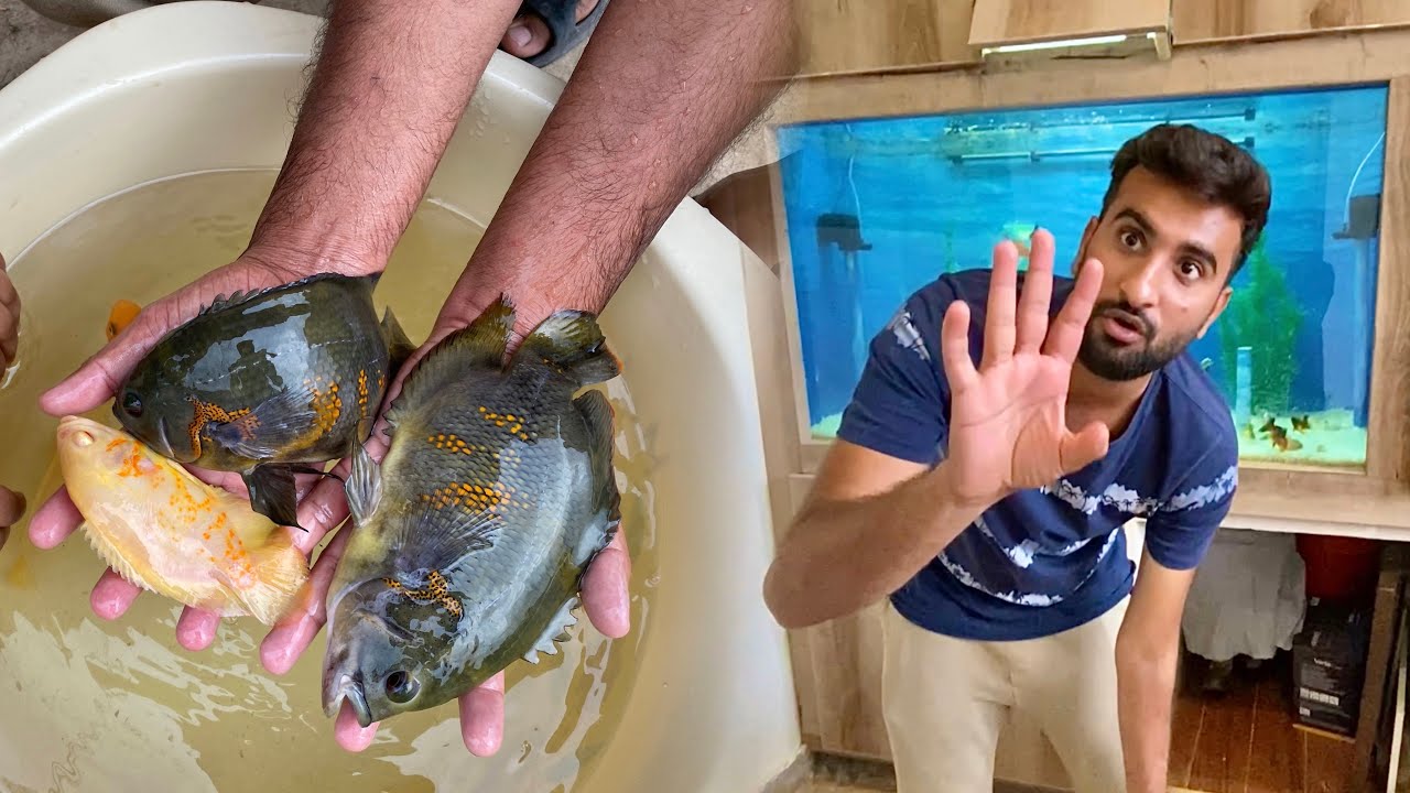 Hmari Oscar Fish Agaen Bht Piari Hain😍