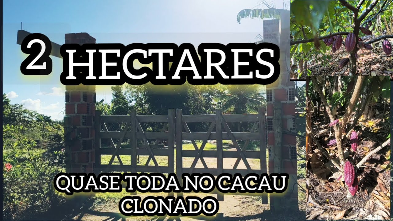 CHÁCARA PRONTA COM CASA 2 HECTARES QUASE TODA NO CACAU CLONADO 220 MIL ESCRITURADO #avendanabahia
