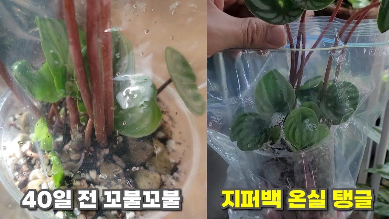 잔챙이 식물을 지퍼백에 넣어보세요!! 습도 온실 효과가 납니다!
