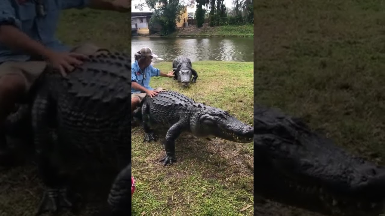 Only in Florida - @ImBenRegister riding alligators at @GatoramaAdventures