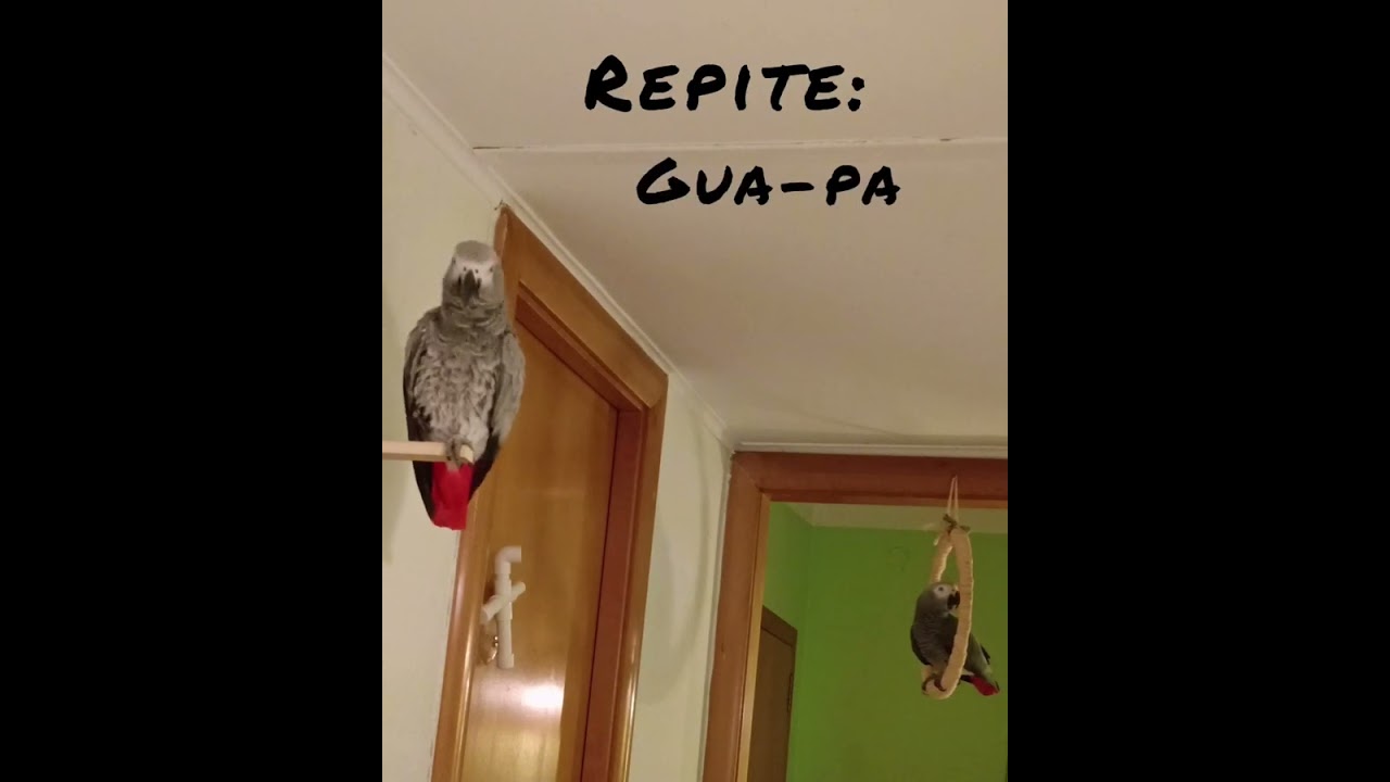 UN LORO ENSE&Ntilde;ANDO A HABLAR A OTRO LORO 🎤🦜🦜 LO NUNCA VISTO! #lora #mascotas #parrot #viralmascota