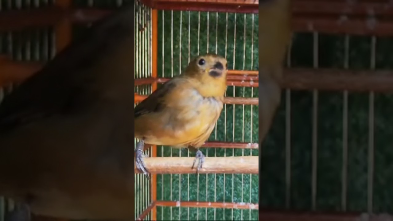 Melhor Piado de f&ecirc;mea de papa capim para Esquentar  e Foguear #piadodef&ecirc;meadepapacapim #papacapim