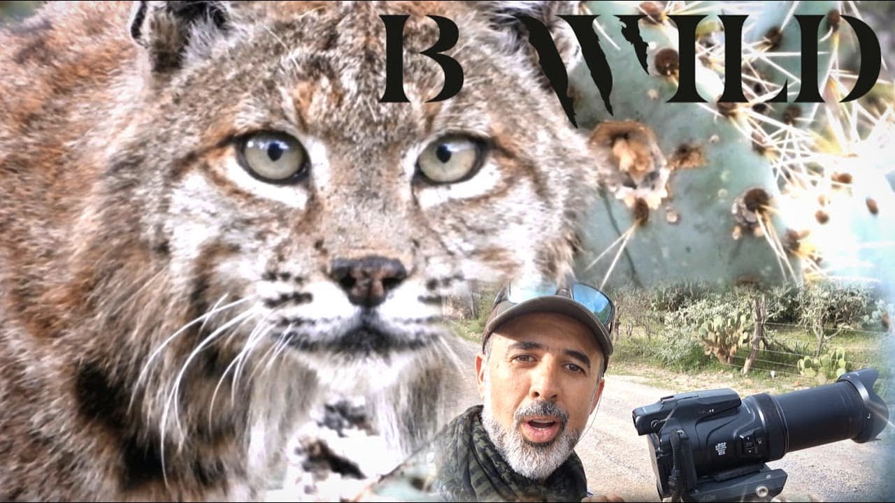 Correcaminos, coyotes y un encuentro inesperado con un gato salvaje | BWILD