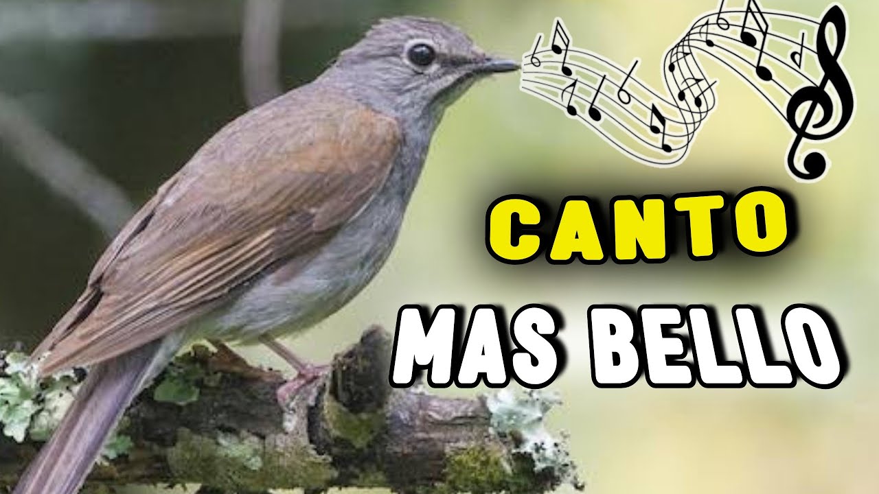 El Clarin Jilguero: Canto m&aacute;s HERMOSO que tienes que Escuchar!