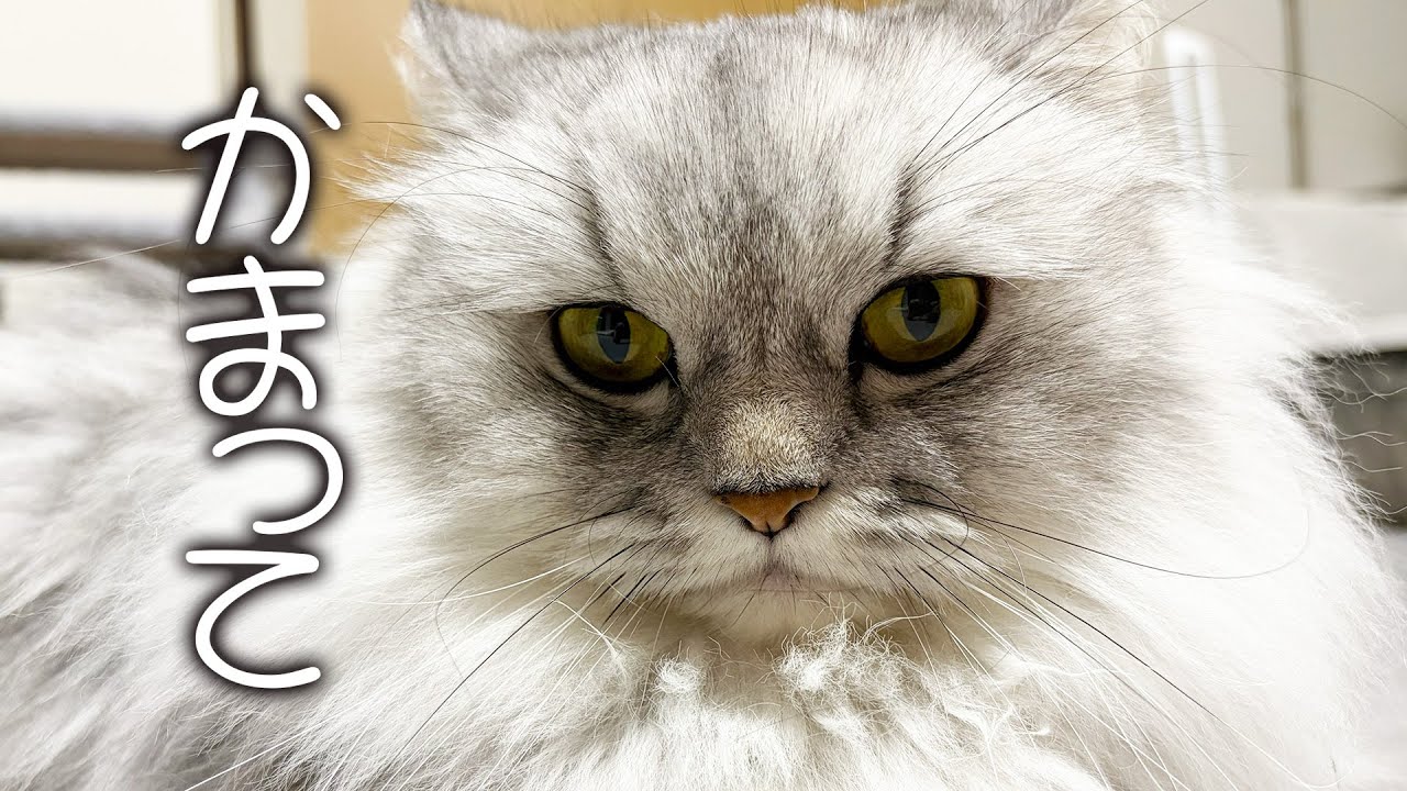 モフモフミヌエットのネズミ遊び　　#猫 #ねこ #cat #cats #catvideo #catlife #catlover #可愛い #癒し #かわいい猫 #cutecat