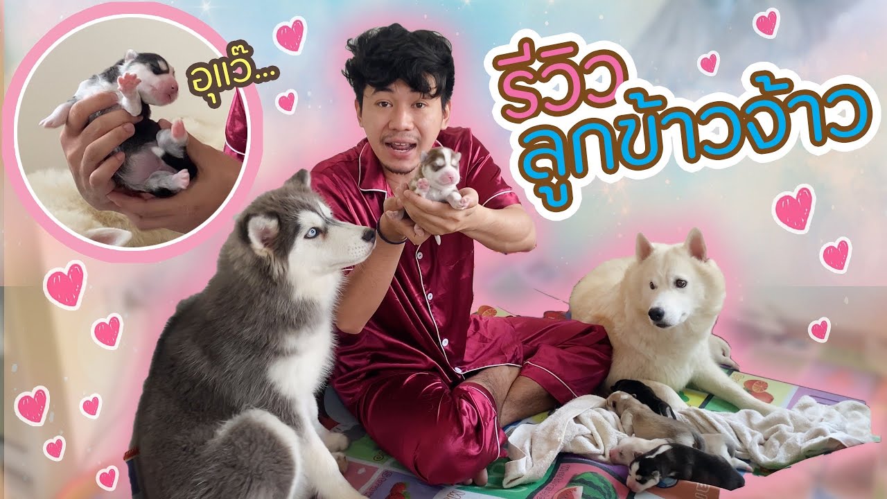 งงในงง? เป็นการรีวิวที่งงแต่โคตรน่ารัก | หลงรักเจ้าหมาน้อยร้อยครั้ง