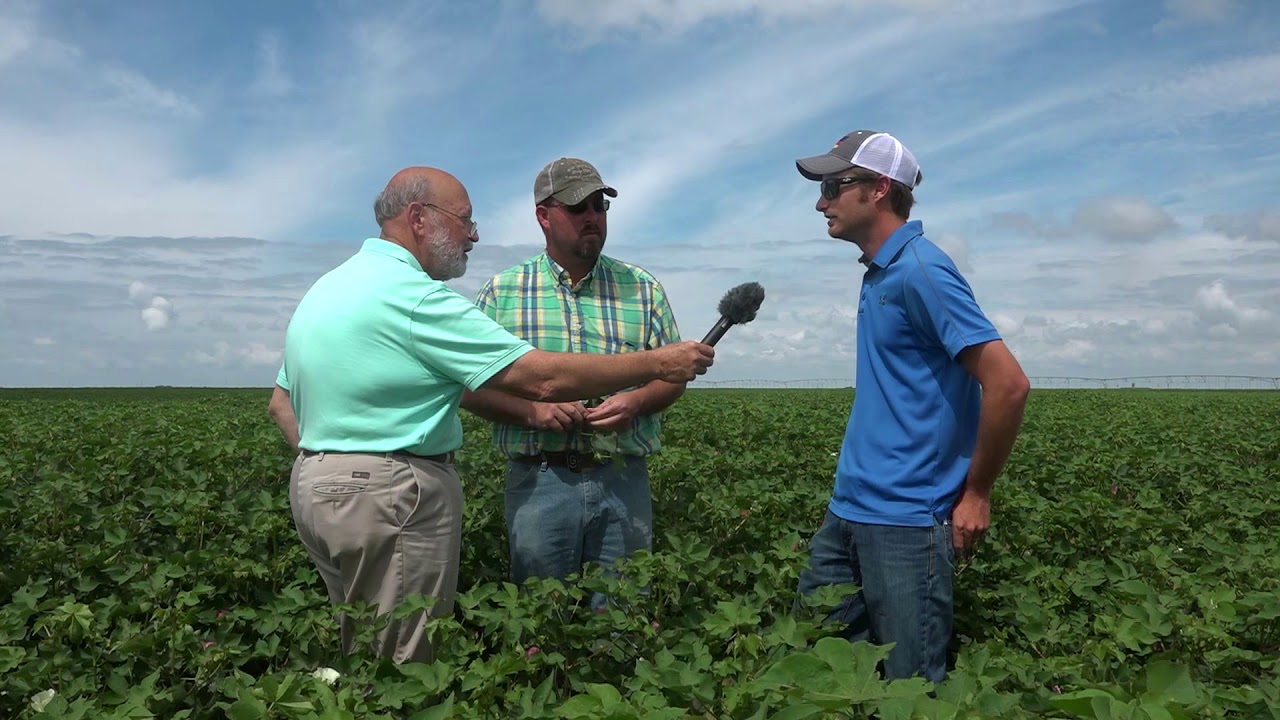 Part 4 Increasing Cotton Weights & Yields