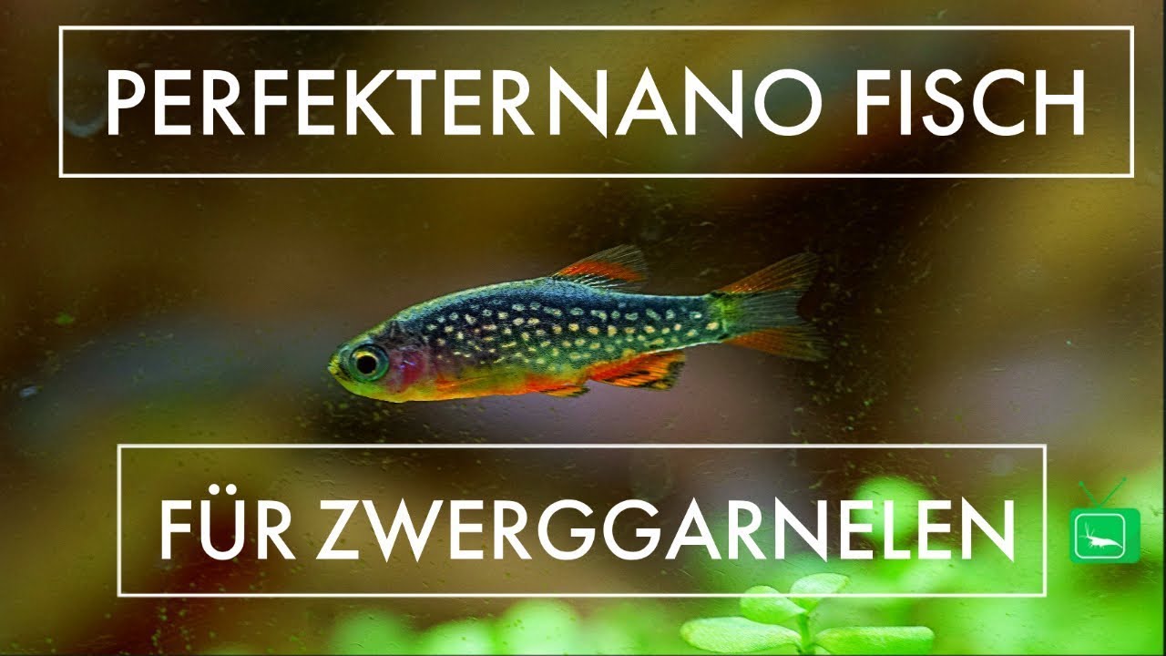 Perlhuhnbärbling -  Danio margaritatus | minifisch für Garnelenaquarium | GarnelenTv