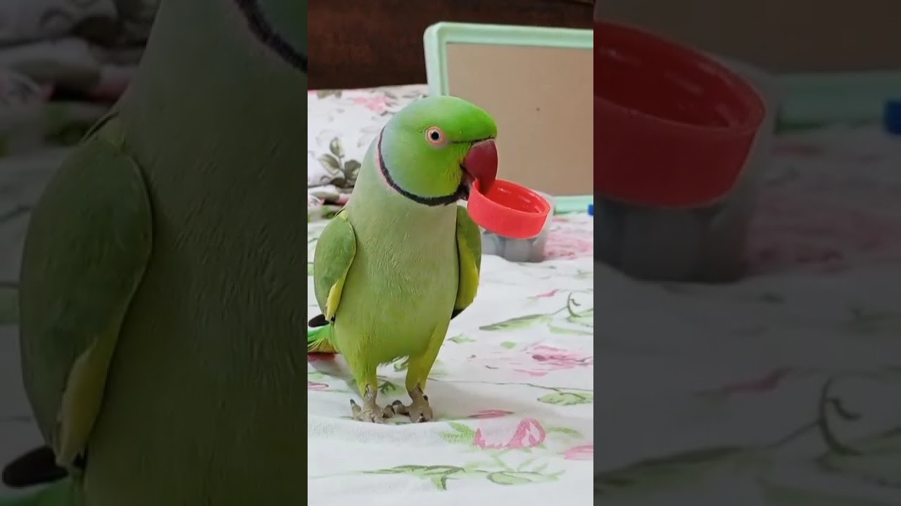 Hello- I am back with a funny video. Let's enjoy ❤️🦜