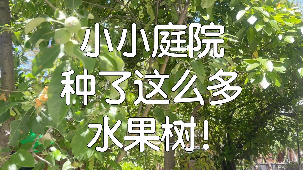 【五月果树大盘点】现状与得失｜小小庭院，究竟可以塞下多少水果树？