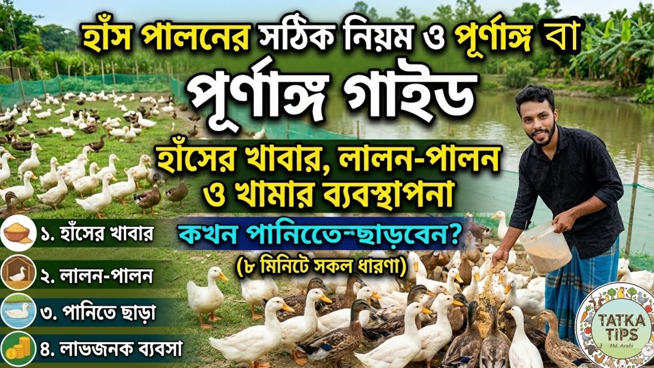 কিভাবে হাঁসের খামার শুরু করবেন |হাঁসের খাবার ও সঠিক যত্ন নেওয়ার নিয়ম |হাঁসের খামার থেকে আয় করার উপায়