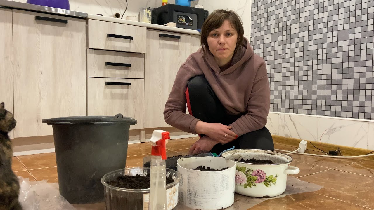 Сію сімена на розсаду помідори перець