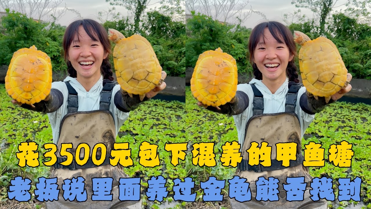 花3500元包下混养的甲鱼塘，老板说里面养过金龟能否找到？#户外抓鱼 #户外捕鱼 #幺妹vlog #乡村生活 #农村生活