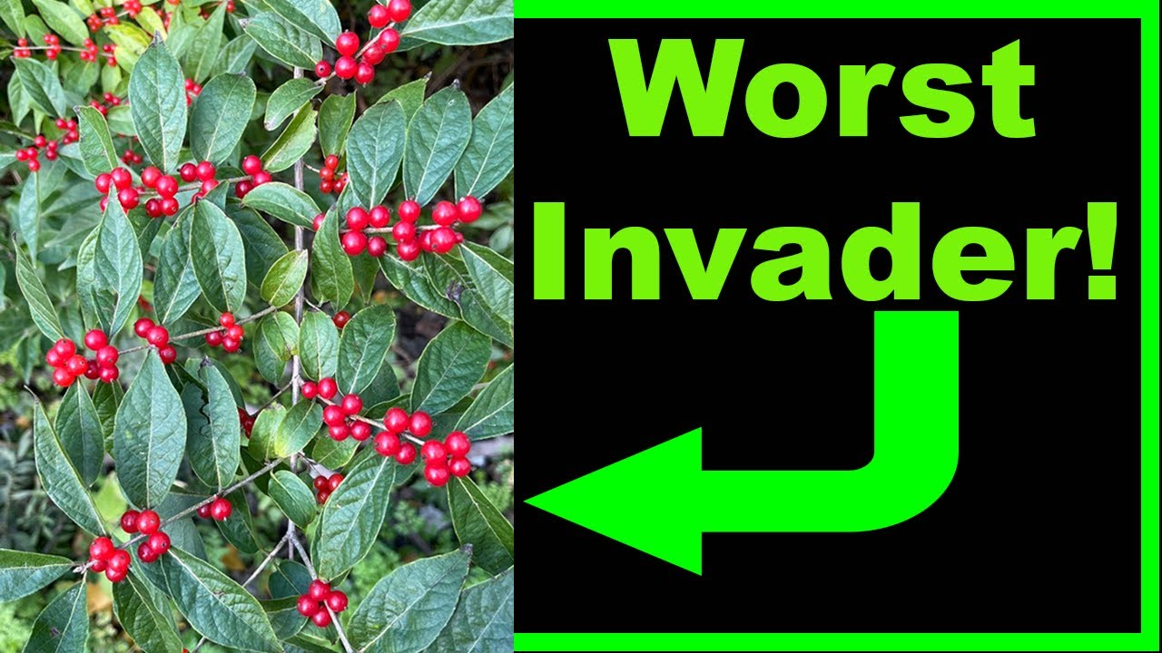 Invasive Bush Honeysuckle Truths, Lies, and Alternatives