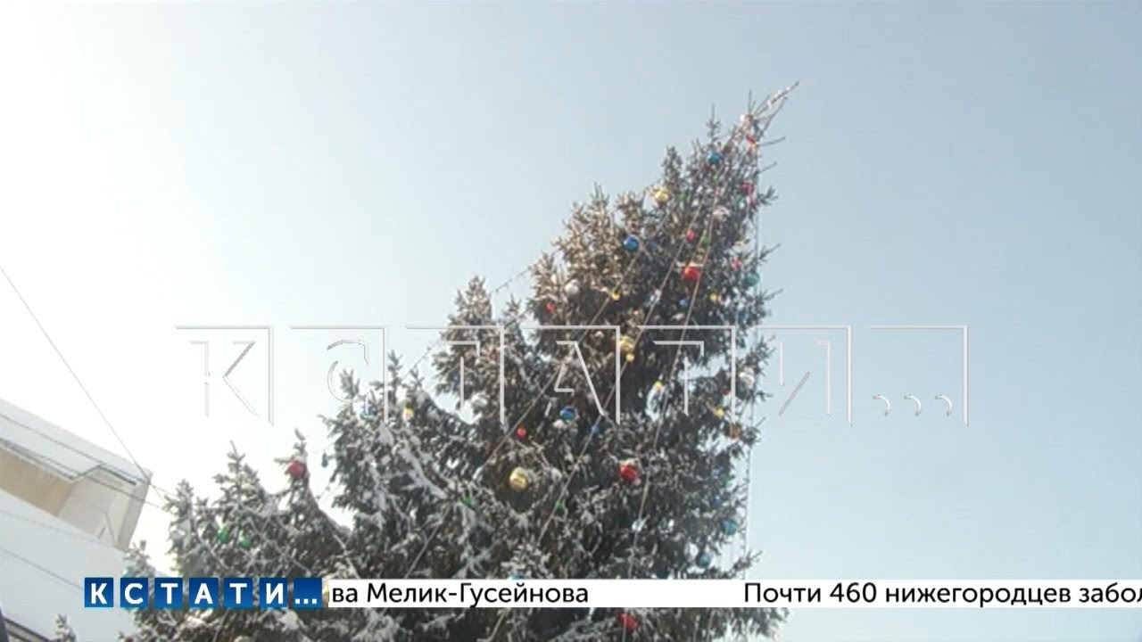 Жители Кудашихи обвиняют администрацию в похищении их ели, которую спилили и установили в Городце
