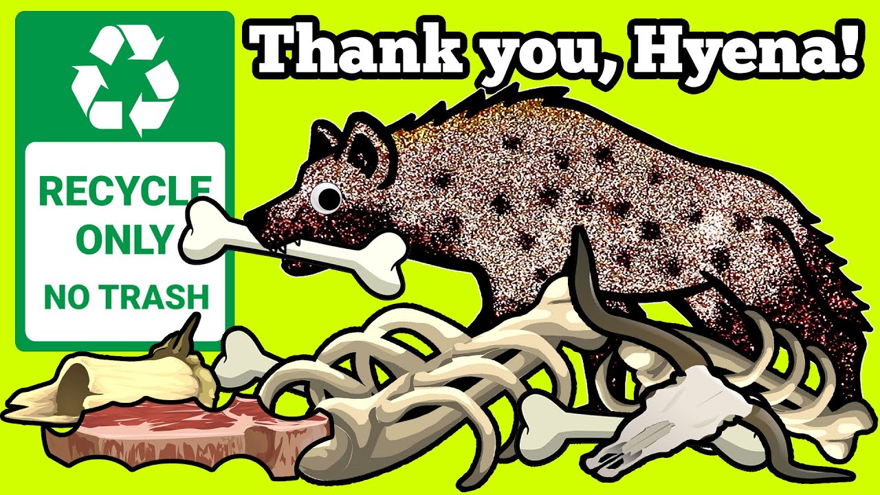 Hyena, The Garbage Collector of Safari | Learn Amazing Facts about Spotted Hyena